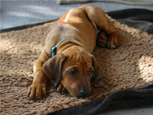 Rhodesian Ridgeback Hündin - CALVENDO Foto-Puzzle - calvendoverlag 29.99