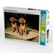 Rhodesian Ridgeback Hündinnen - CALVENDO Foto-Puzzle - calvendoverlag 29.99