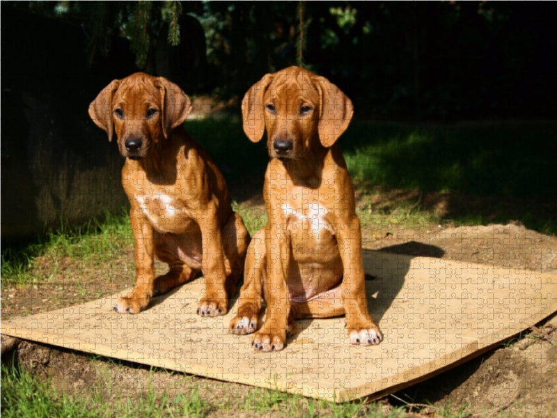 Rhodesian Ridgeback Hündinnen - CALVENDO Foto-Puzzle - calvendoverlag 29.99