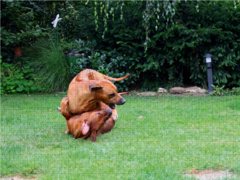 Rhodesian Ridgeback - CALVENDO Foto-Puzzle - calvendoverlag 39.99