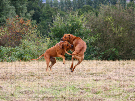 Rhodesian Ridgeback Hündinnen - CALVENDO Foto-Puzzle - calvendoverlag 39.99