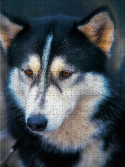 Huskies - Artwork - CALVENDO Foto-Puzzle - calvendoverlag 29.99