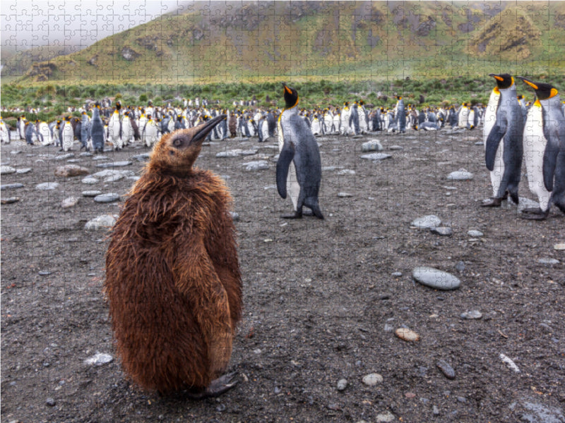 junger Königspinguin - CALVENDO Foto-Puzzle - calvendoverlag 39.99