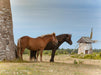 Gotland Pferde im Wind - CALVENDO Foto-Puzzle - calvendoverlag 39.99