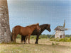 Gotland Pferde im Wind - CALVENDO Foto-Puzzle - calvendoverlag 39.99