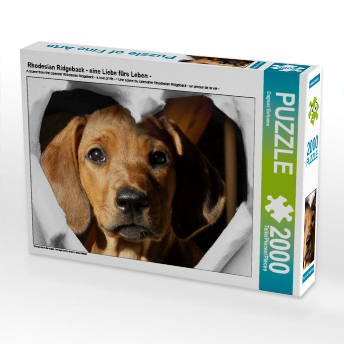 Rhodesian Ridgeback - eine Liebe fürs Leben - - CALVENDO Foto-Puzzle - calvendoverlag 29.99