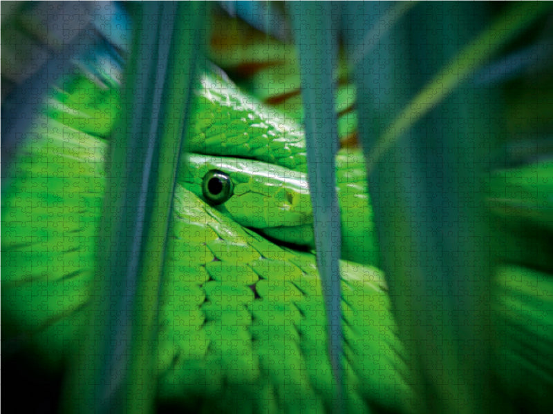 Schlange im Dschungel - CALVENDO Foto-Puzzle - calvendoverlag 39.99