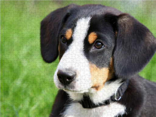 Entlebucher Sennenhund  Welpe - CALVENDO Foto-Puzzle - calvendoverlag 29.99