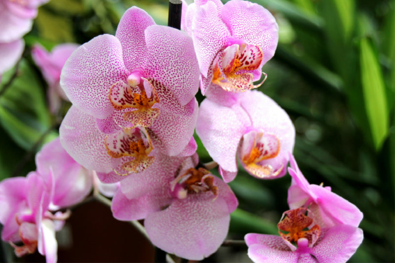 Toile textile premium Toile textile premium 120 cm x 80 cm paysage papillon orchidée - le genre Phalaenopsis 