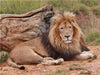 Löwen Männchen - CALVENDO Foto-Puzzle - calvendoverlag 29.99