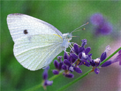 Schmetterling auf Nektarsuche - CALVENDO Foto-Puzzle - calvendoverlag 39.99