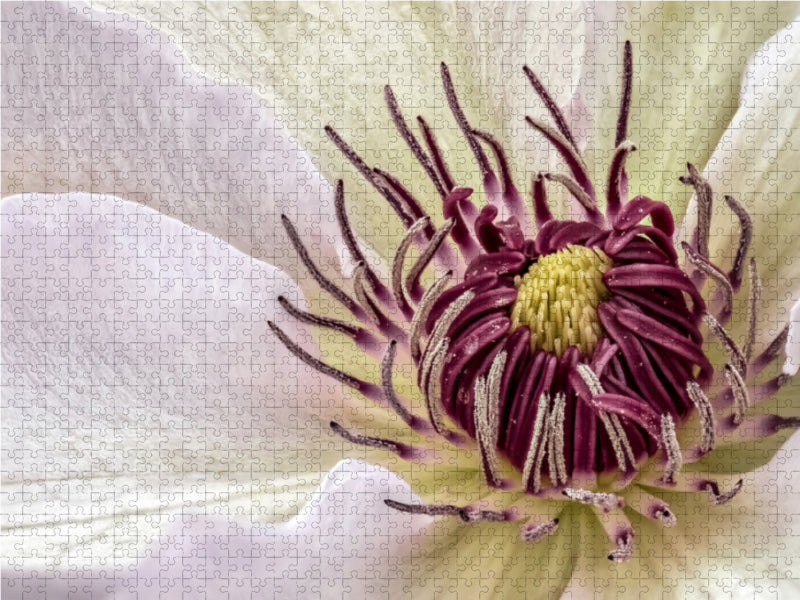 Clematis - CALVENDO Foto-Puzzle - calvendoverlag 39.99