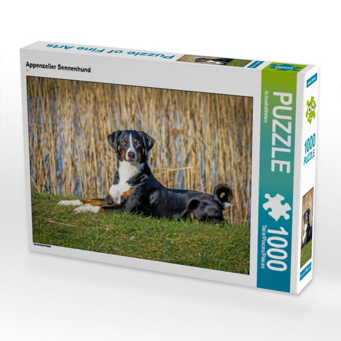 Appenzeller Sennenhund - CALVENDO Foto-Puzzle - calvendoverlag 29.99