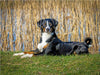 Appenzeller Sennenhund - CALVENDO Foto-Puzzle - calvendoverlag 29.99