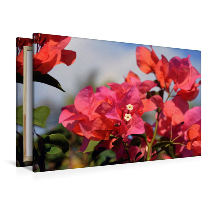 Premium Textil-Leinwand Premium Textil-Leinwand 120 cm x 80 cm quer bougainvillea