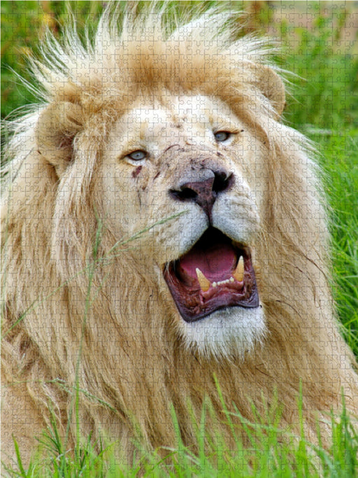 KATZEN PORTRAITS Weiße Löwen aus Afrika - CALVENDO Foto-Puzzle - calvendoverlag 29.99