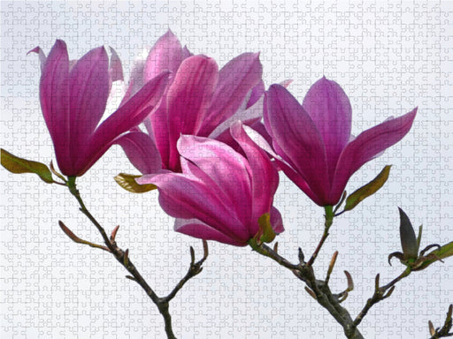 Elegante Magnolien - CALVENDO Foto-Puzzle - calvendoverlag 39.99