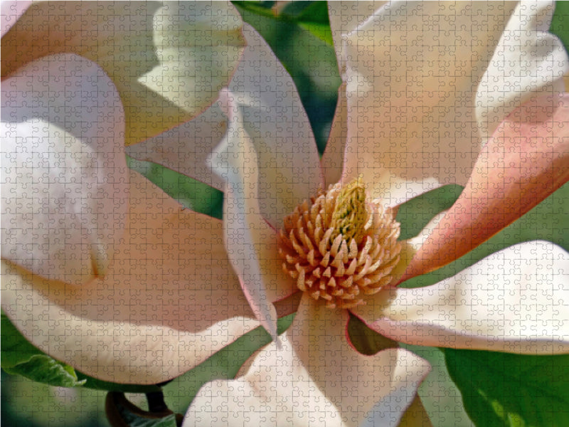 Das Herz der Magnolie - CALVENDO Foto-Puzzle - calvendoverlag 39.99