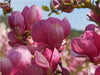 magnolia rustica rubra - CALVENDO Foto-Puzzle - calvendoverlag 29.99