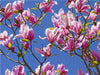 Magnolia soulangeana - CALVENDO Foto-Puzzle - calvendoverlag 29.99