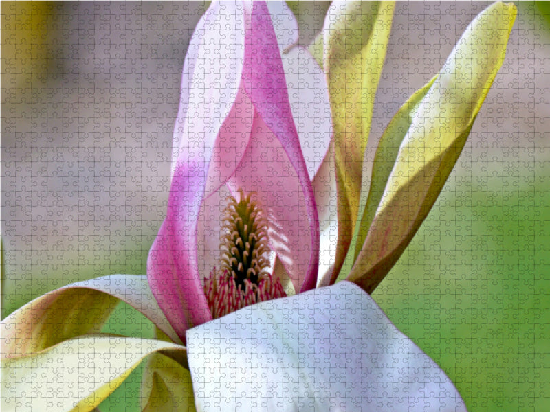 Das Geheimnis der Magnolienblüte - CALVENDO Foto-Puzzle - calvendoverlag 39.99