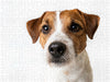Cookie - Parson Russel Terrier - CALVENDO Foto-Puzzle - calvendoverlag 39.99