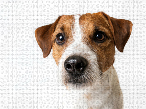 Cookie - Parson Russel Terrier - CALVENDO Foto-Puzzle - calvendoverlag 39.99