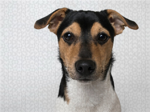 Kalle - Jack Russel Terrier - CALVENDO Foto-Puzzle - calvendoverlag 39.99