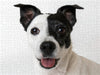 Hermine - Jack Russel Terrier - CALVENDO Foto-Puzzle - calvendoverlag 39.99