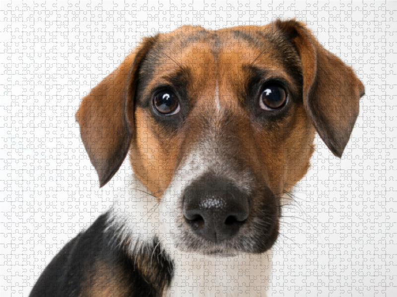 Fiete - Jack Russel Terrier - CALVENDO Foto-Puzzle - calvendoverlag 39.99