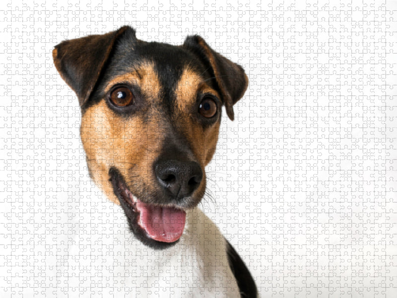 Vienchen - Jack Russel Terrier - CALVENDO Foto-Puzzle - calvendoverlag 39.99