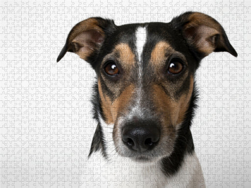 Anton - Jack Russel Terrier - CALVENDO Foto-Puzzle - calvendoverlag 39.99