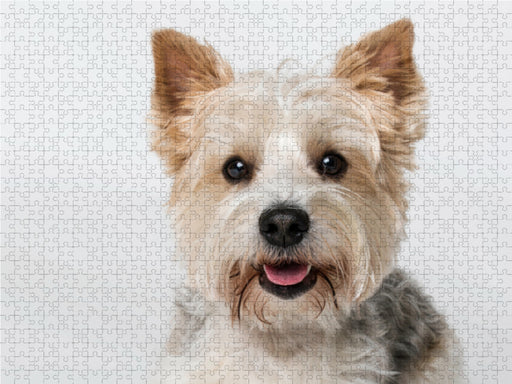 Tobi - Biewer Yorkshire Terrier - CALVENDO Foto-Puzzle - calvendoverlag 39.99