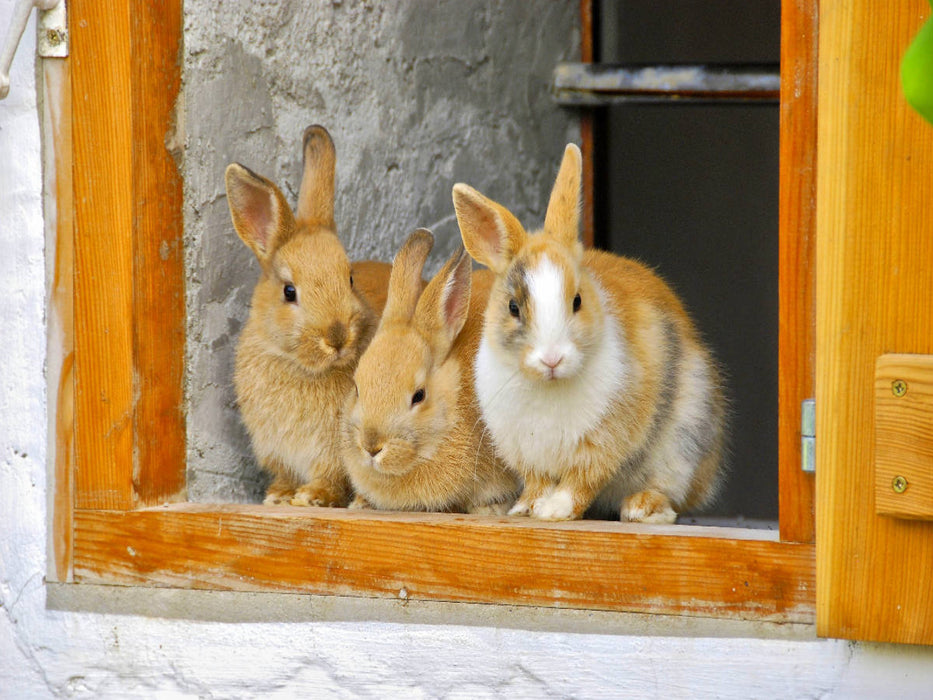 Three rabbits at the open stable window - CALVENDO photo puzzle 