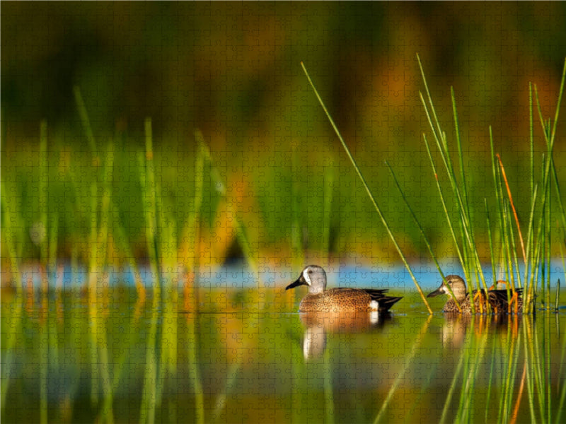 Ducks in still water - CALVENDO photo puzzle 