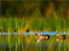 Enten im stillen Wasser - CALVENDO Foto-Puzzle - calvendoverlag 29.99