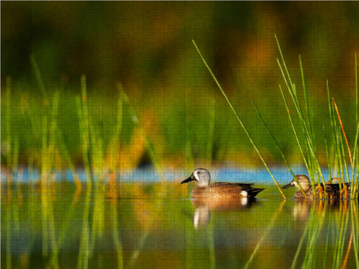Enten im stillen Wasser - CALVENDO Foto-Puzzle - calvendoverlag 29.99