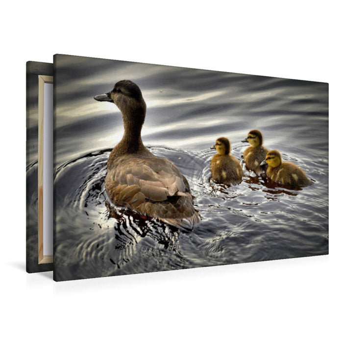 Premium Textil-Leinwand Premium Textil-Leinwand 120 cm x 80 cm quer Eine Ente mit ihren Küken