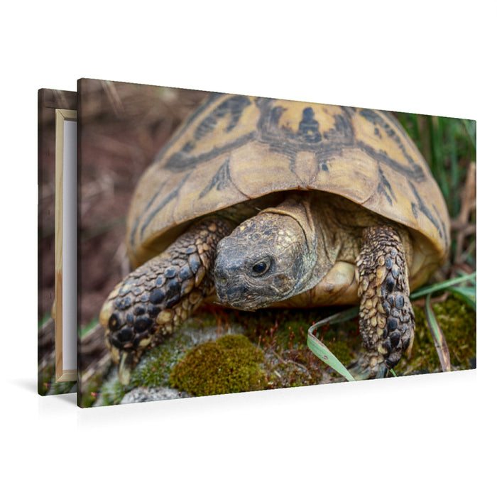 Premium Textil-Leinwand Premium Textil-Leinwand 120 cm x 80 cm quer Paula eine Griechische Landschildkröte, ca. 60 Jahre alt und etwa 2,5 kg schwer.