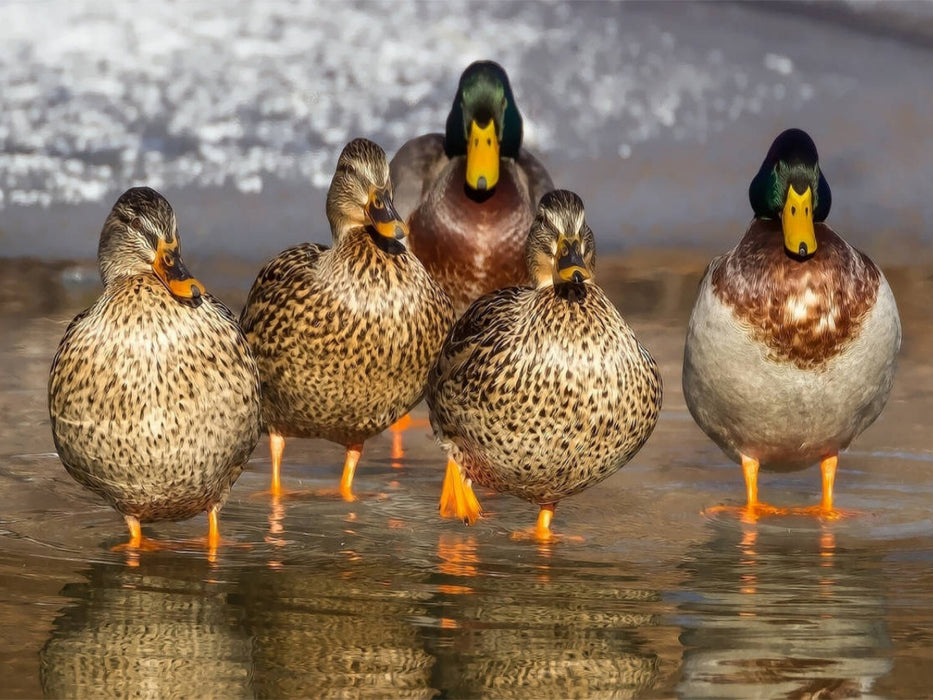 Ducks. Popular, pretty and impressive - CALVENDO photo puzzle 