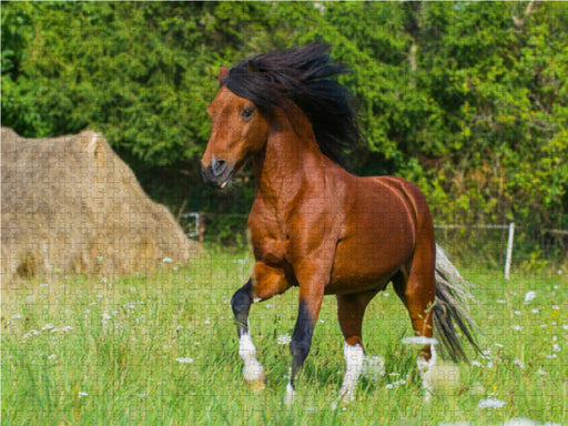 Welsh Pony - CALVENDO Foto-Puzzle - calvendoverlag 29.99