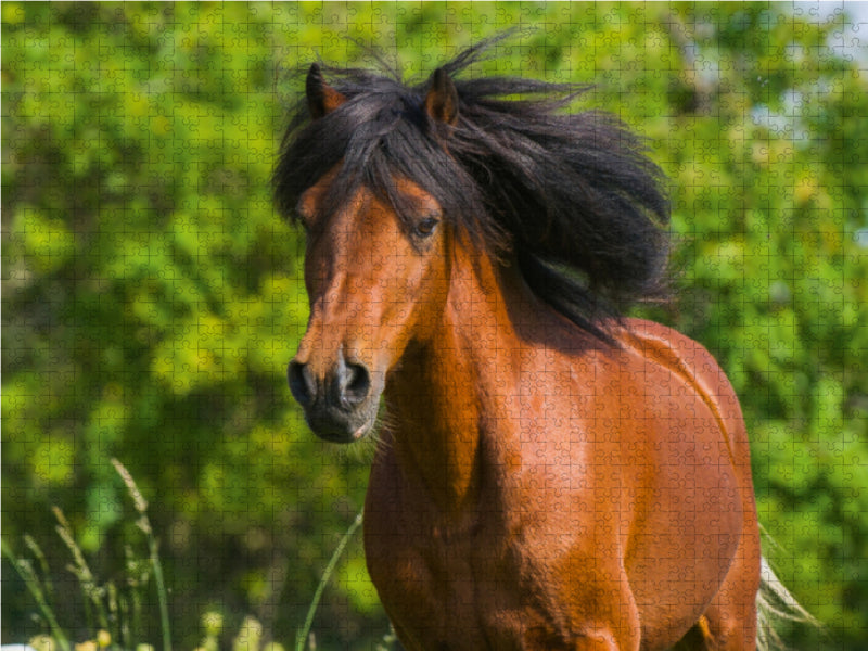 Welsh Pony Porträt - CALVENDO Foto-Puzzle - calvendoverlag 29.99
