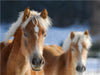 Haflinger - CALVENDO Foto-Puzzle - calvendoverlag 29.99