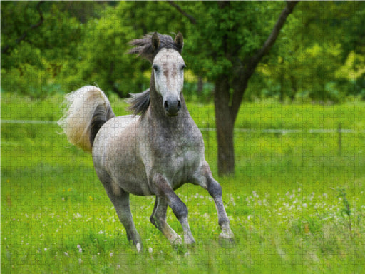 Lipizzaner Junghengst - CALVENDO Foto-Puzzle - calvendoverlag 29.99