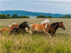 Pferdeherde auf der Weide - CALVENDO Foto-Puzzle - calvendoverlag 29.99