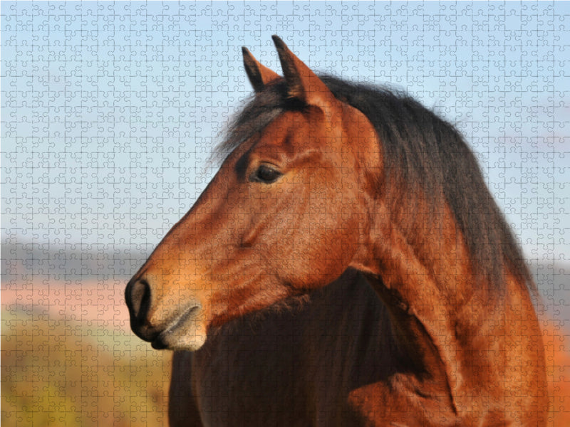 Pferd Junghengst Porträt - CALVENDO Foto-Puzzle - calvendoverlag 29.99