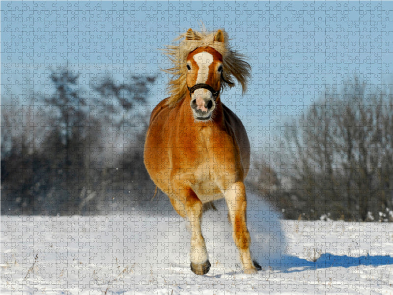 Haflinger im Schnee - CALVENDO Foto-Puzzle - calvendoverlag 29.99