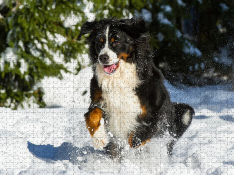 Berner Sennenhund im Schnee - CALVENDO Foto-Puzzle - calvendoverlag 29.99
