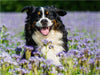 Traumhund Berner Sennenhund - CALVENDO Foto-Puzzle - calvendoverlag 29.99