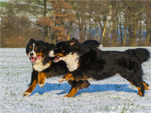 Winterfreuden mit Berner Sennenhunden - CALVENDO Foto-Puzzle - calvendoverlag 29.99